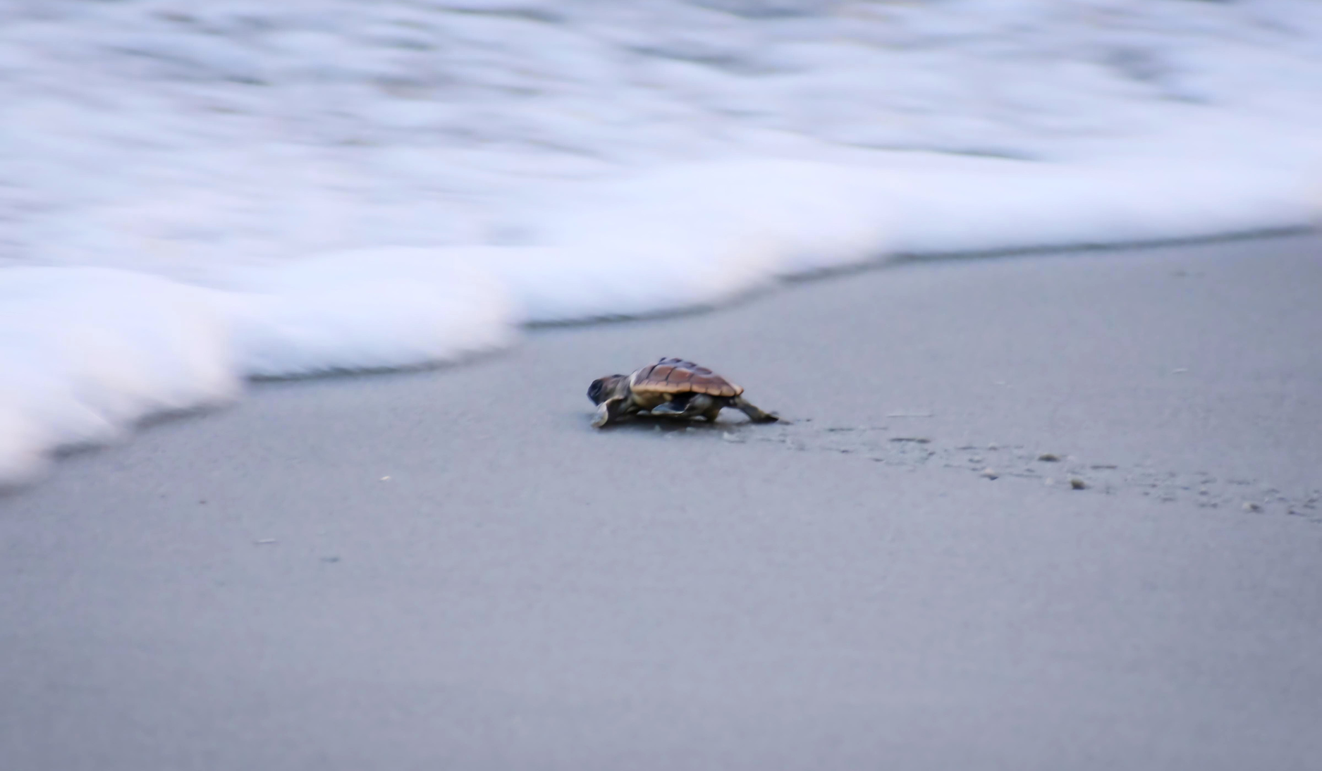 5 Things to Know about Sea Turtle Nests in South Carolina